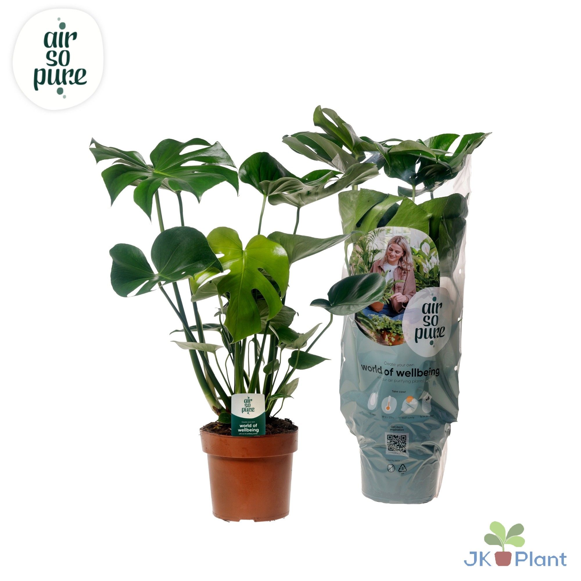 Monstera Deliciosa "Air So Pure", D 21