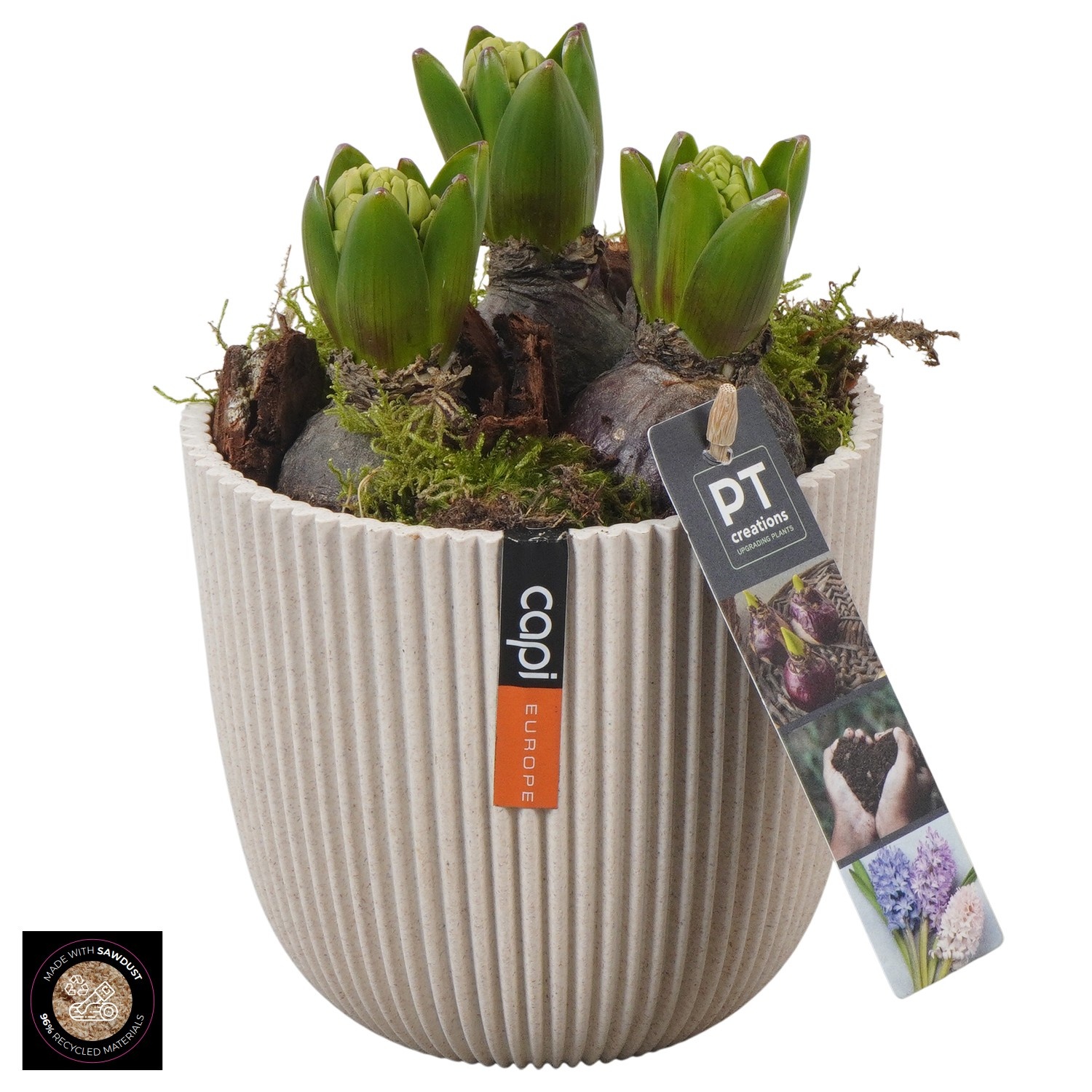 PTHC9187 Arrangement Hyacints in Capi pot, D 13