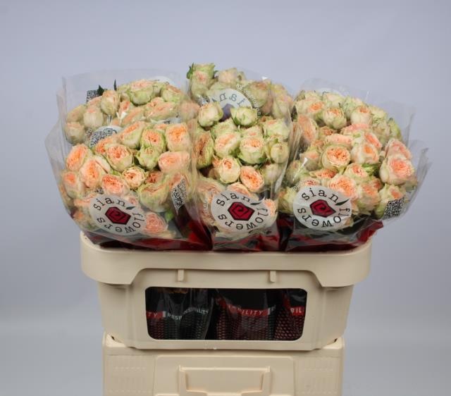 Роза куст. Холли 70, шт.