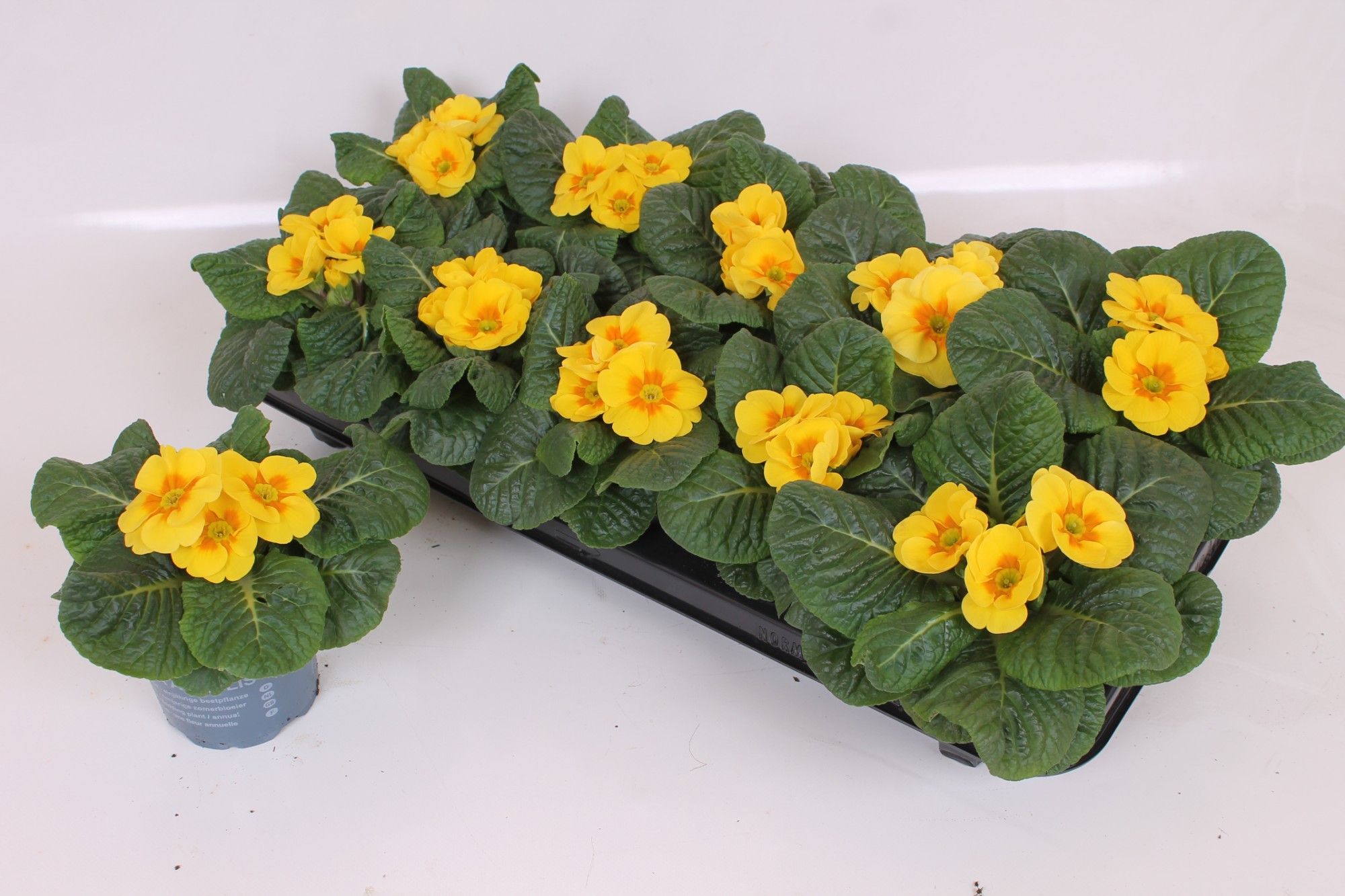 Primula Acaulis P10.5 - Yellow, D 10 cm