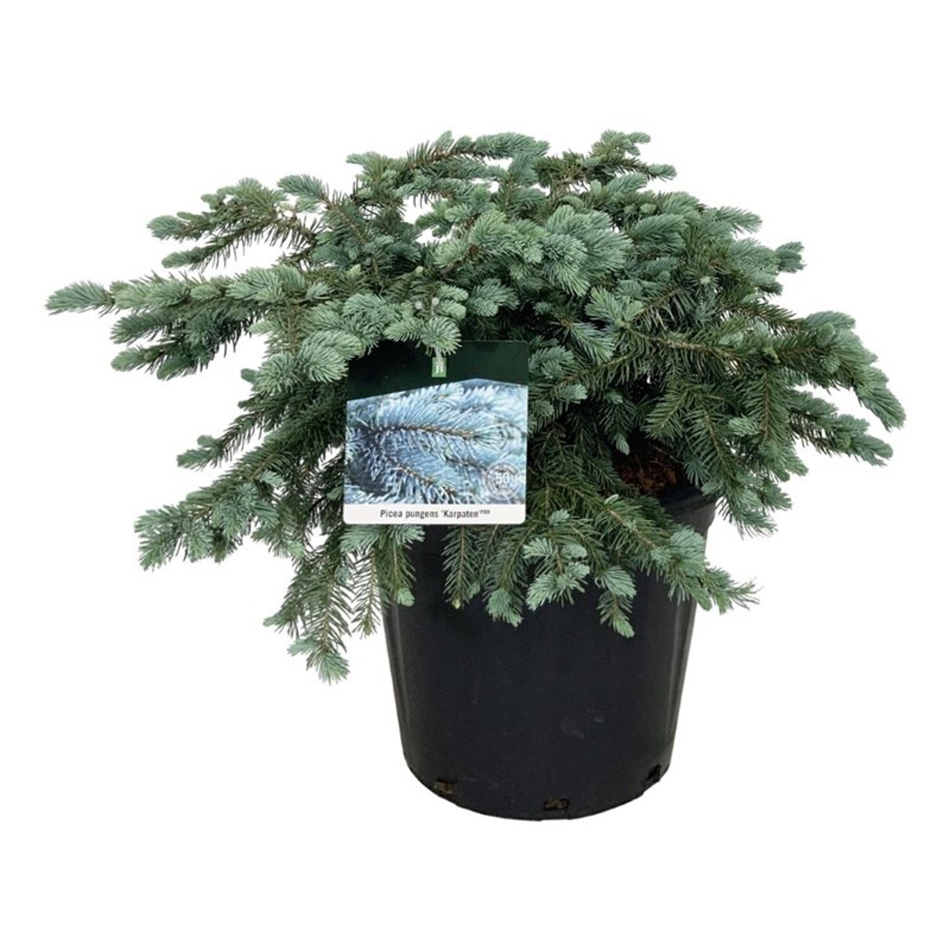 Picea pung. 'Karpaten' -R-, D 40