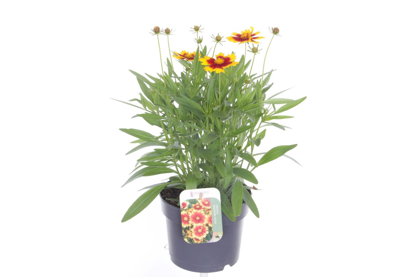 Coreopsis grand. Uptick Gold&Bronze, D 17