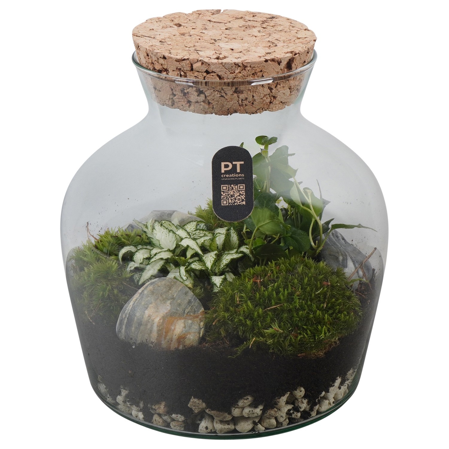 PTTER8106 Arrangement terrarium in glazen terrarium, D 20