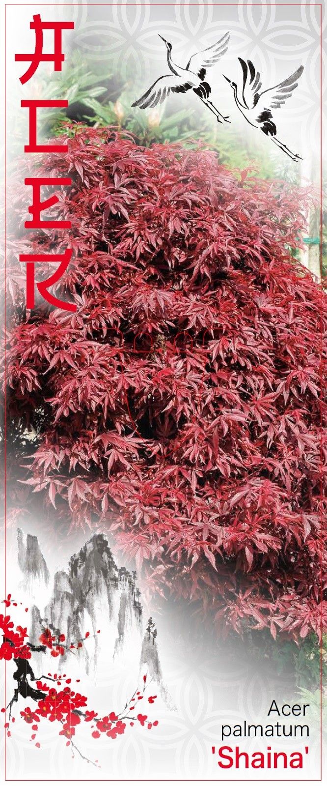 Acer palmatum 'Shaina' P23 Full CC, D 23 cm Acer palmatum 'Shaina' P23 Full CC, D 23 cm