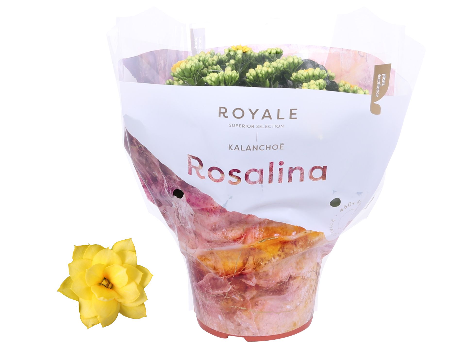 Kalanchoe Rosalina 15cm Royale Amarillo geel, D 15