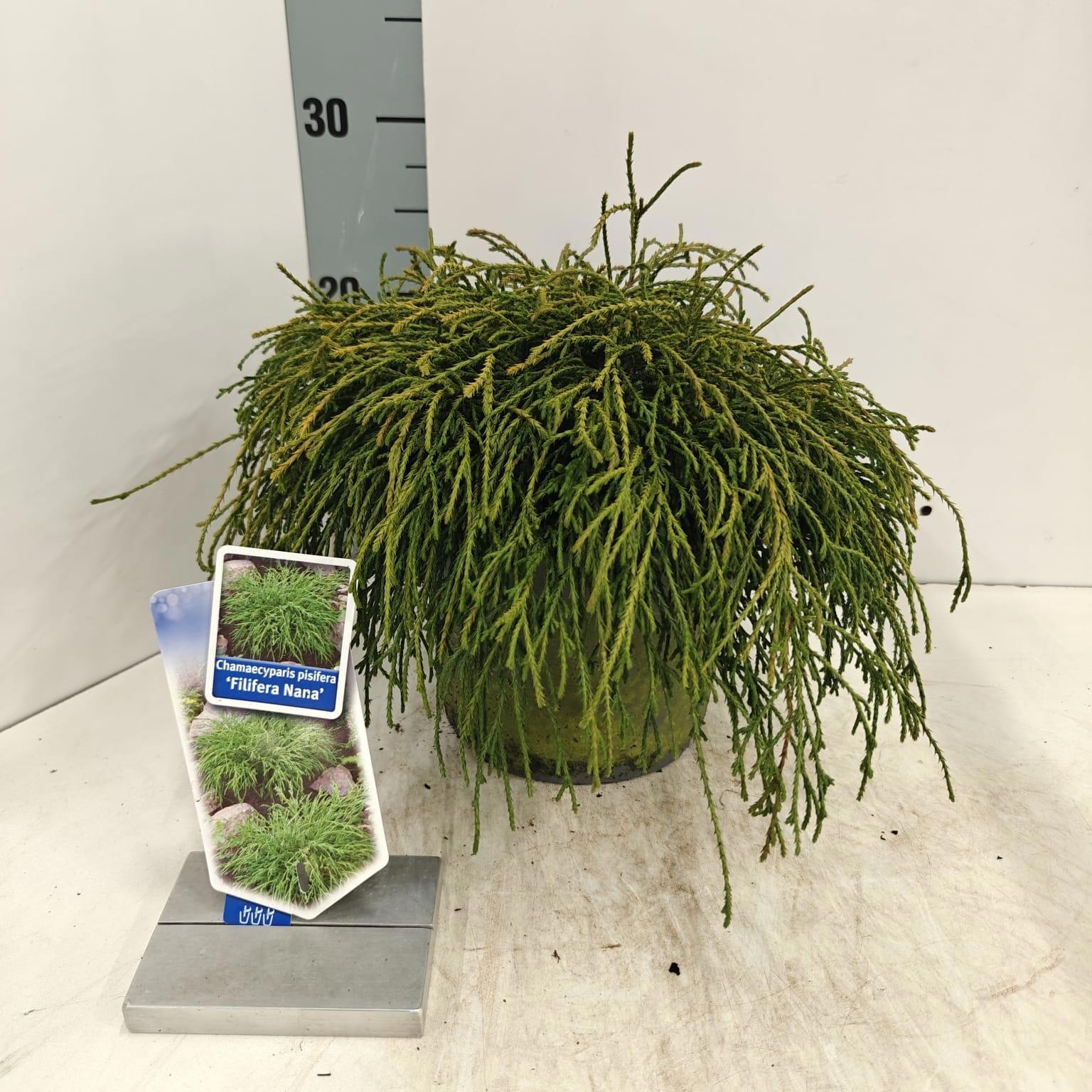 Chamaecyparis p. ‘Filifera Nana’, D 19