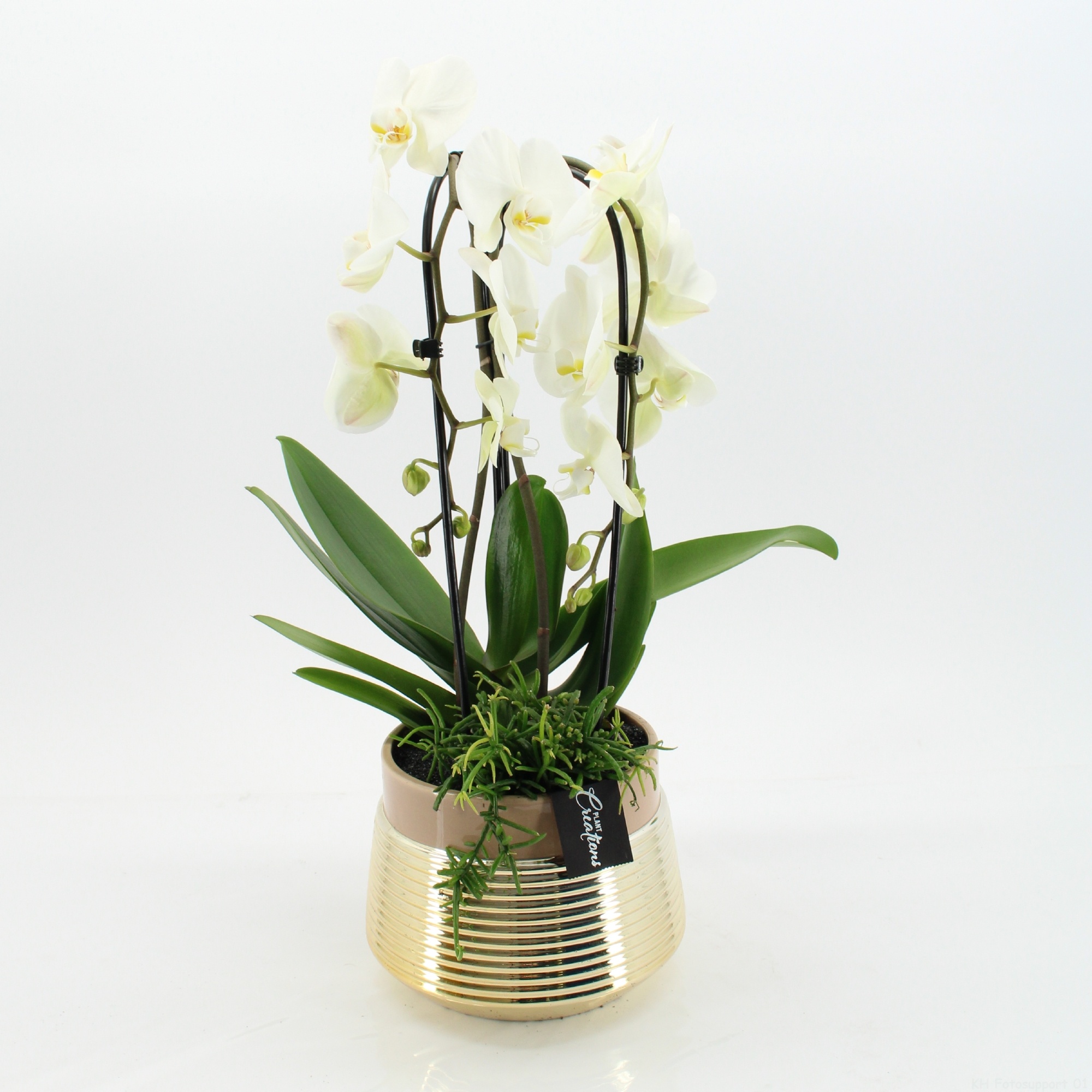 LICR-2617W Limited Edition Phalaenopsis, D 20