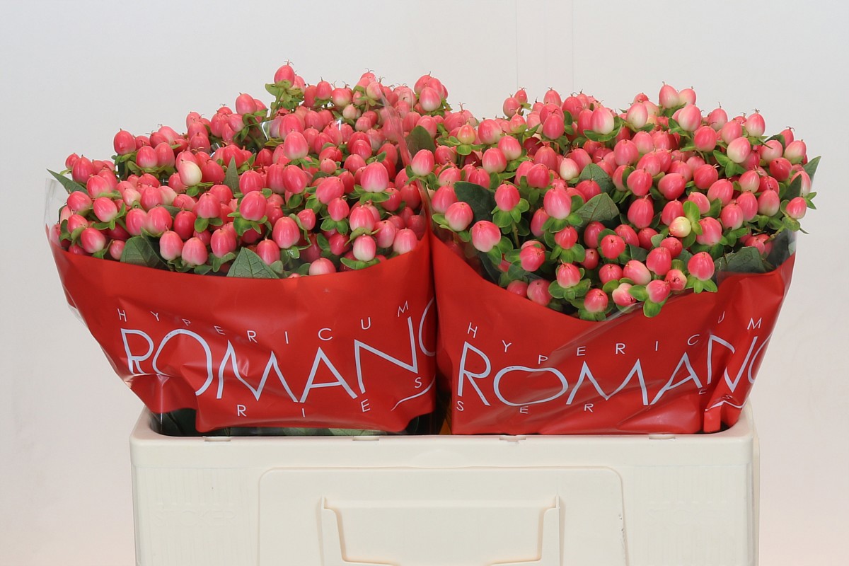 Гипперикум Свит Романс 50, шт.