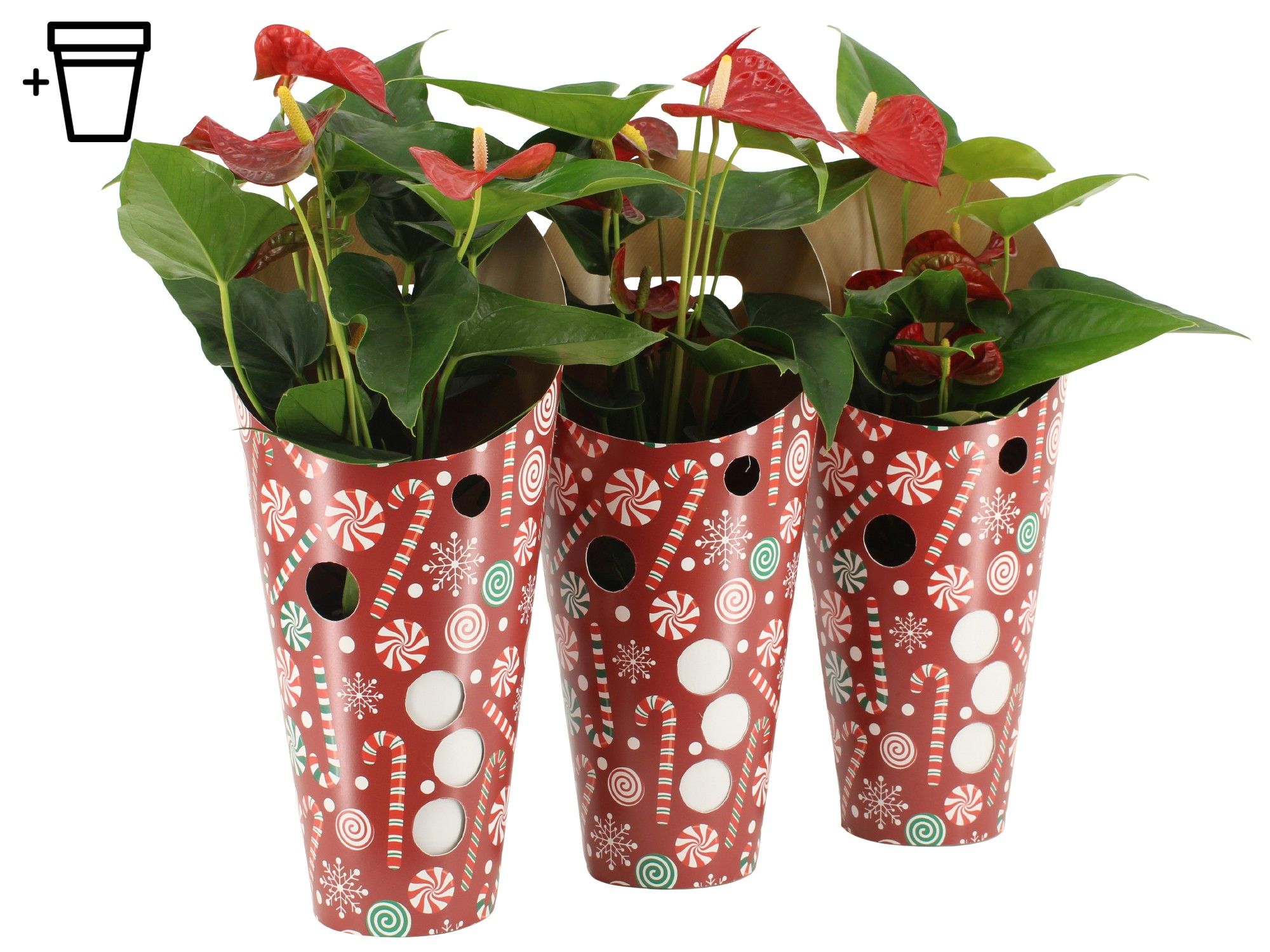 6501262: Solutionss X-mas, D 12