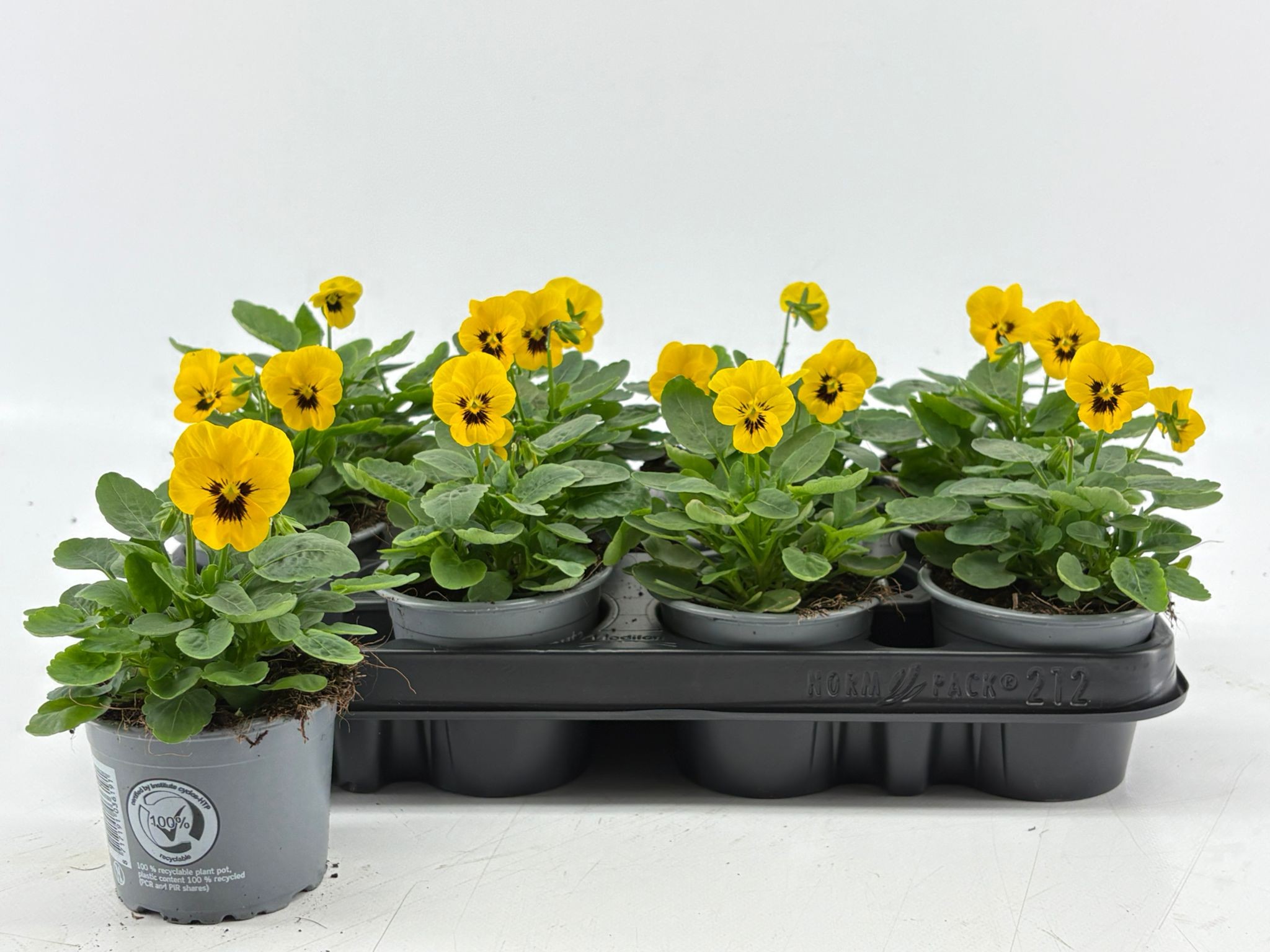 Viola Cornuta Yellow Blotch, D 9