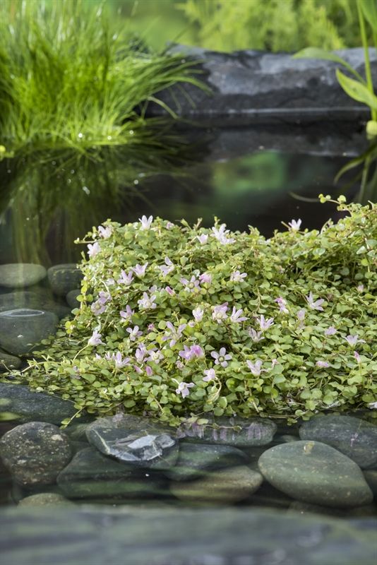 Anagalis tenella (18x18), D 18