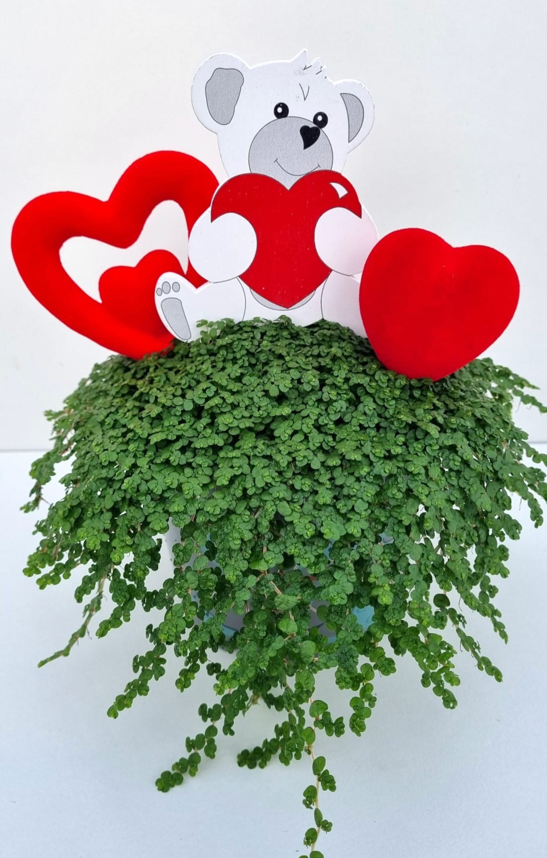 V3 beer met hartjes, D 13