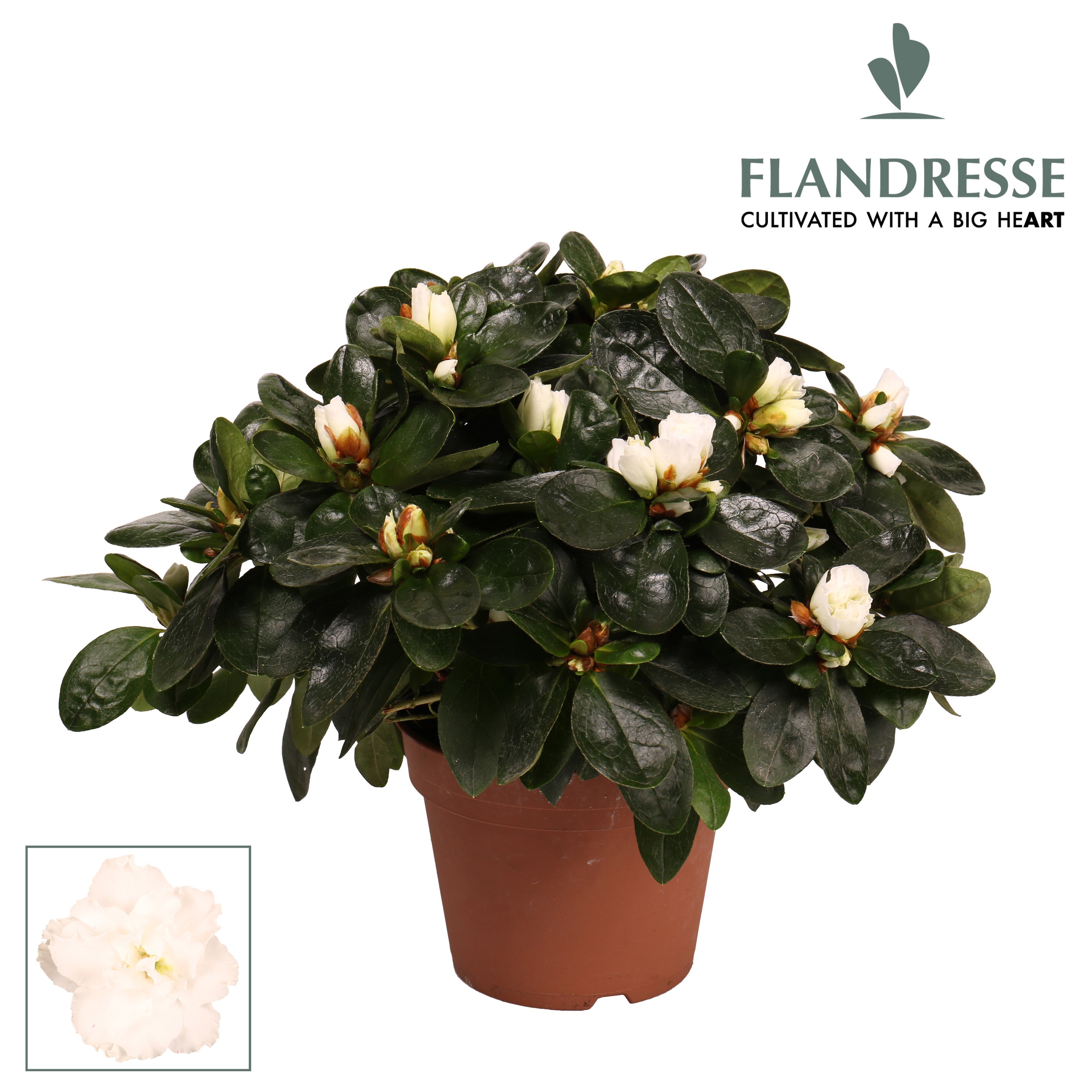 Azalea Flandresse® 'wit' 22 - 25 cm, D 12