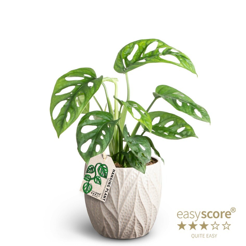 MONSTERA FRIEDRICHSTAHLII 41122037 Leaf Sand Monstera, D 12 cm