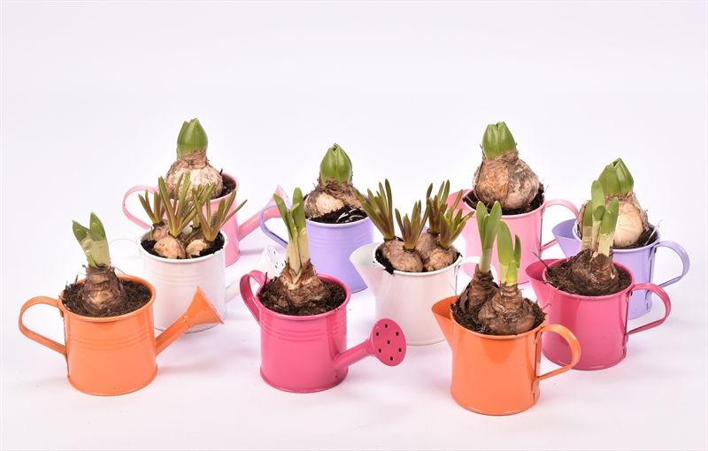 Zink gieter/kannetje kl.mix 8cm, D 8