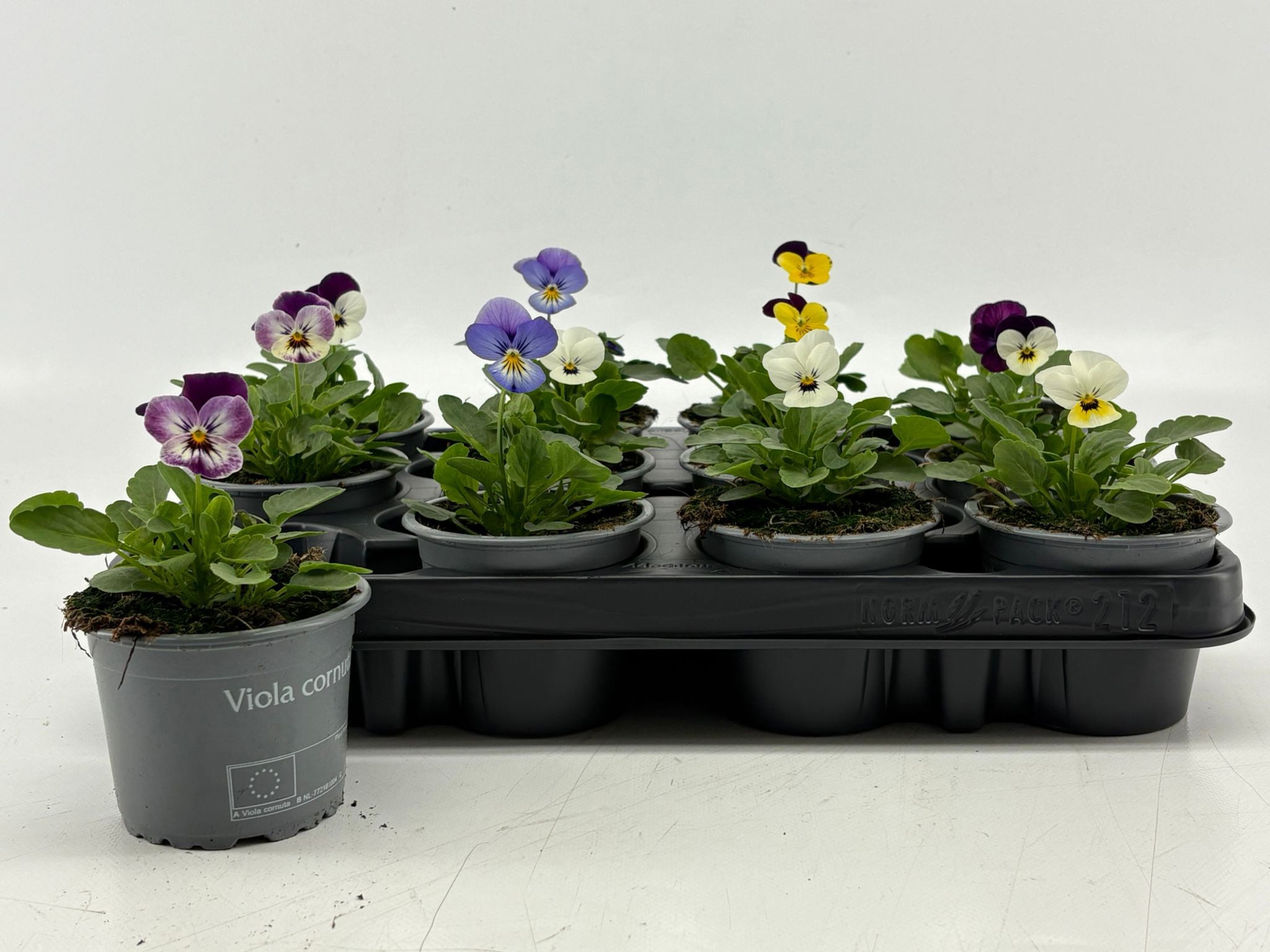 Viola Cornuta Gemengd, D 9 cm Viola Cornuta Gemengd, D 9 cm