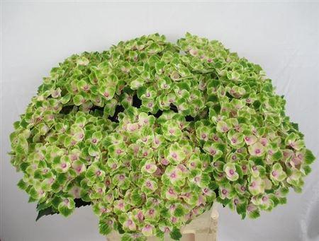 Гортензия Роял Амиго 80, шт.