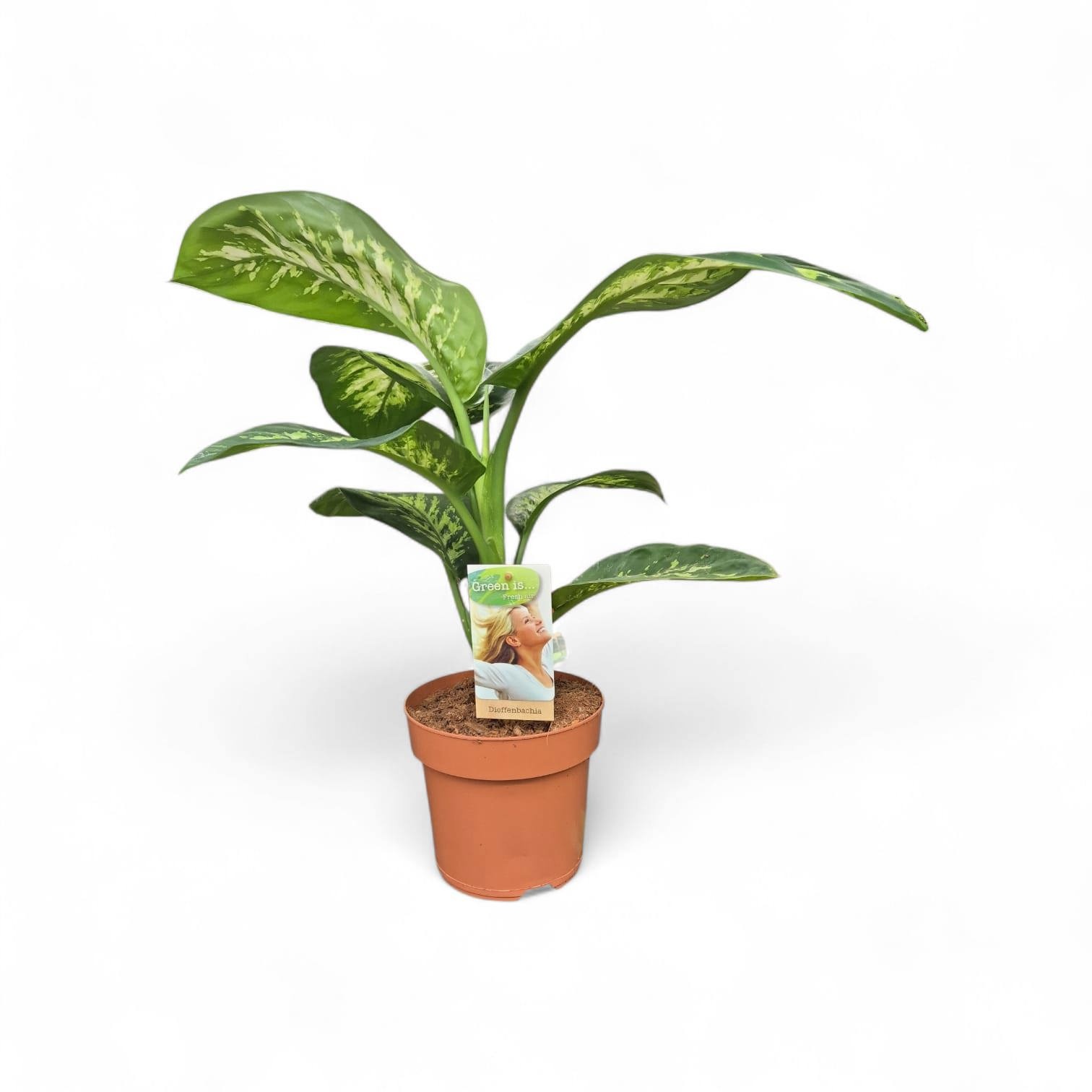 Dieffenbachia Tropic Snow, D 17