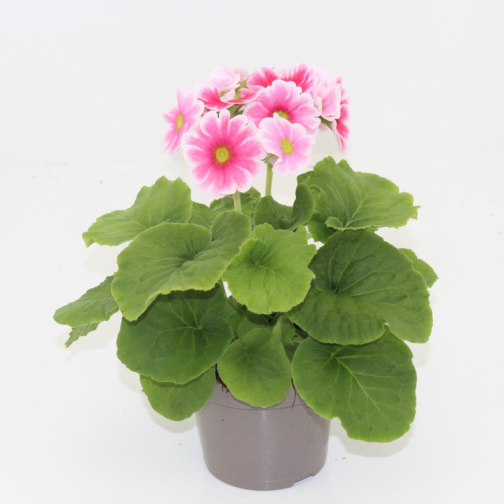 Primula Obconica Red/White Sweet Kisses, D 12 cm
