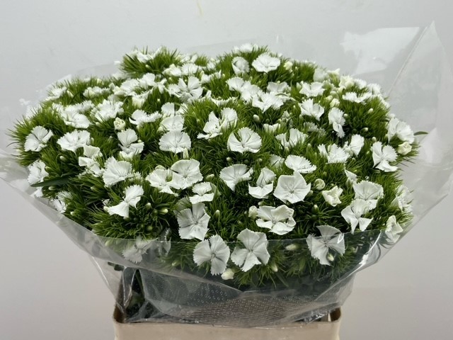 Диантус Барбатус Свит Вилл Вайт 55, шт.