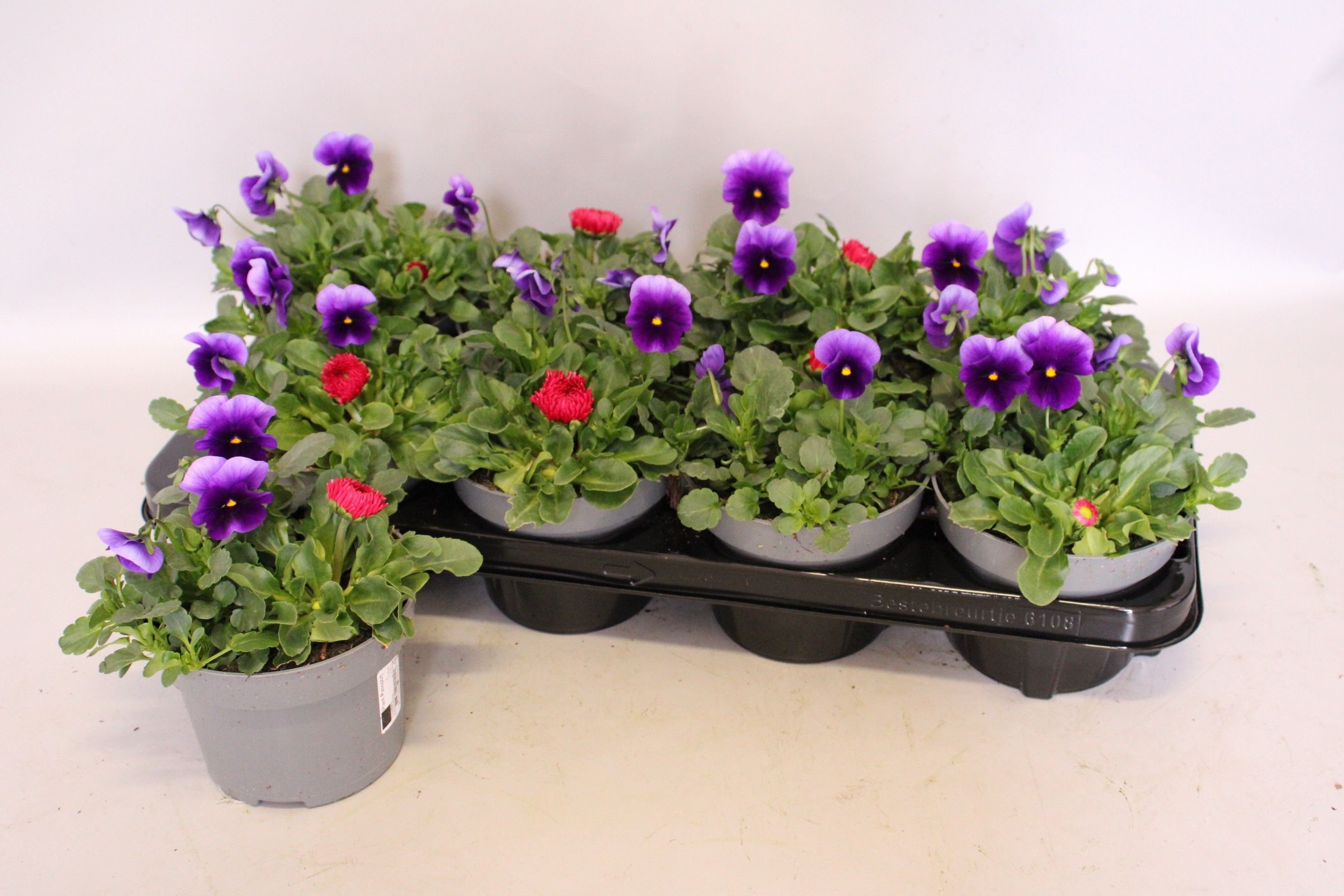 Viola cornuta / Bellis 13 cm Beaconsfield, Red, D 13