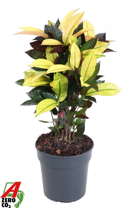 Codiaeum Mrs Iceton vertakt P19, D 19