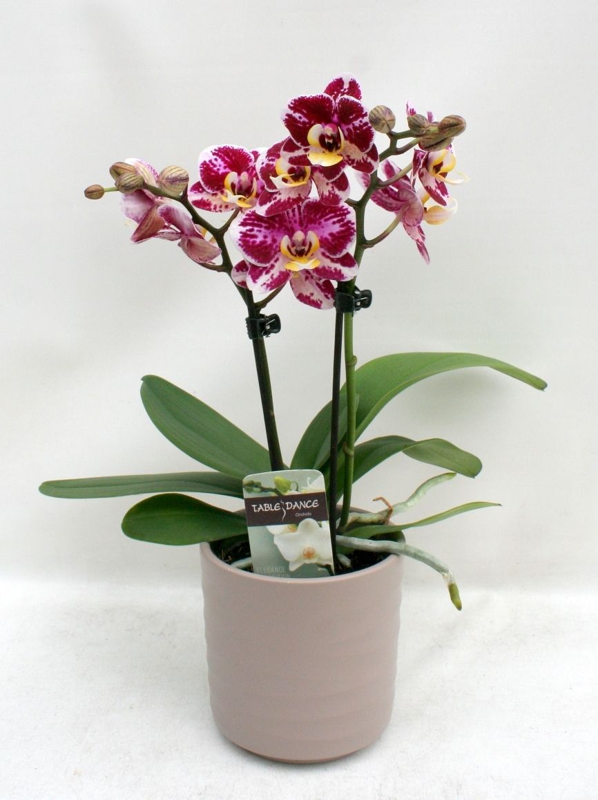 Phal. 2 tak 'Mix' 9cm Topf 'Table Dance' in Topf braun, D 9