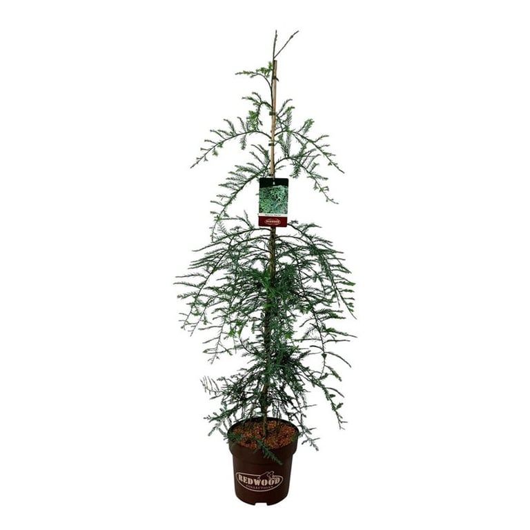 Sequoia sempervirens 'Winter Blue', D 32 cm