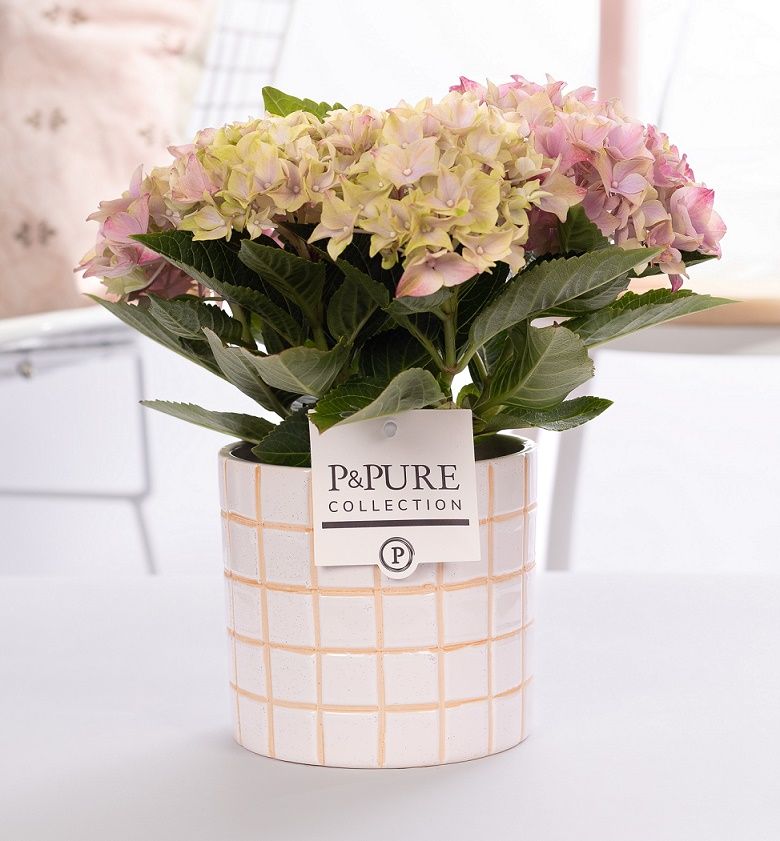 Hydrangea pink in P&PURE Tirza ceramics, D 10