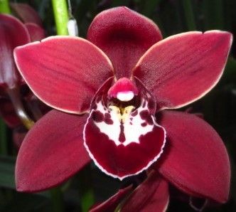 Цимбидиум мини Флаин Хай x10 60, шт.