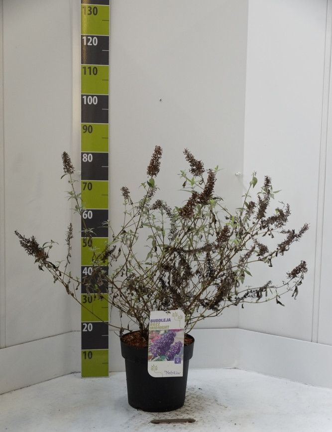 Buddleja 'Buzz Midnight' -R- C 7, D 27
