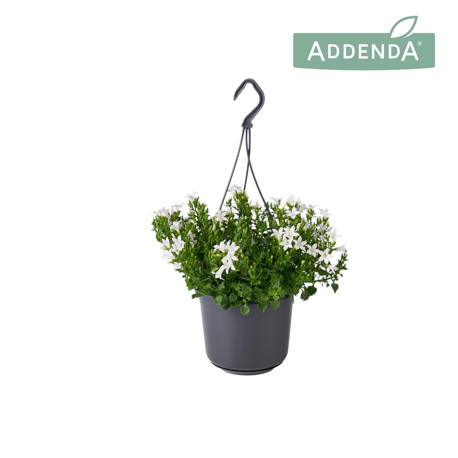 Campanula Ambella White 15 cm Hangpot, D 15,5