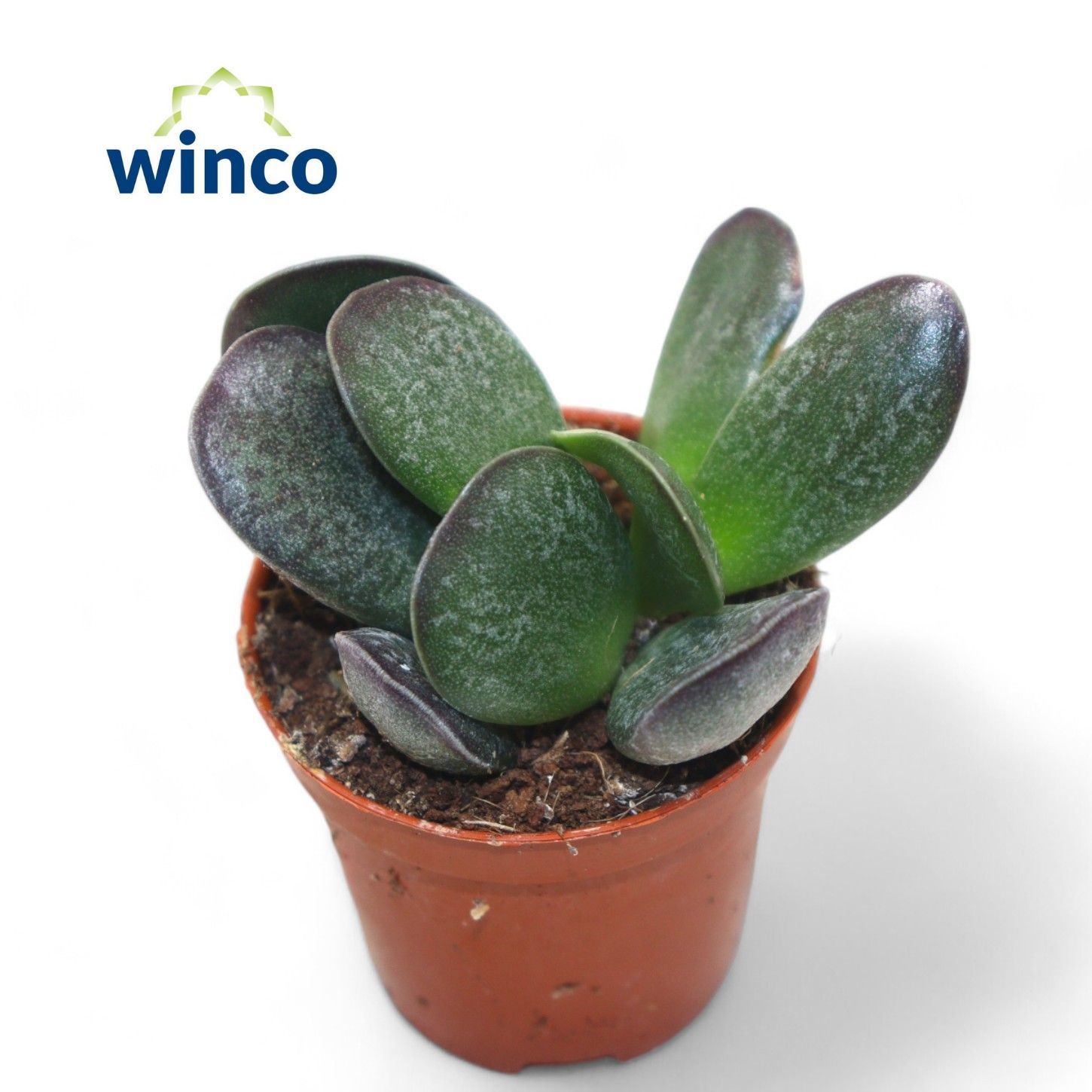 Adromischus Maculatus, D 5,5