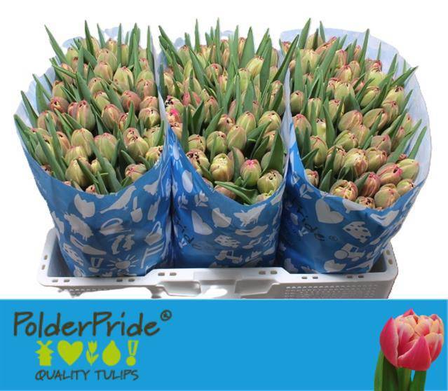 Тюльпан дв. Коламбус, шт. Тюльпан дв. Коламбус, шт.