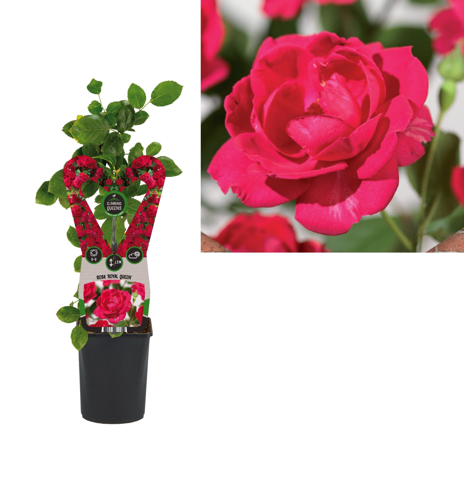 Rosa 'Royal Queen' +3.0 label, D 11