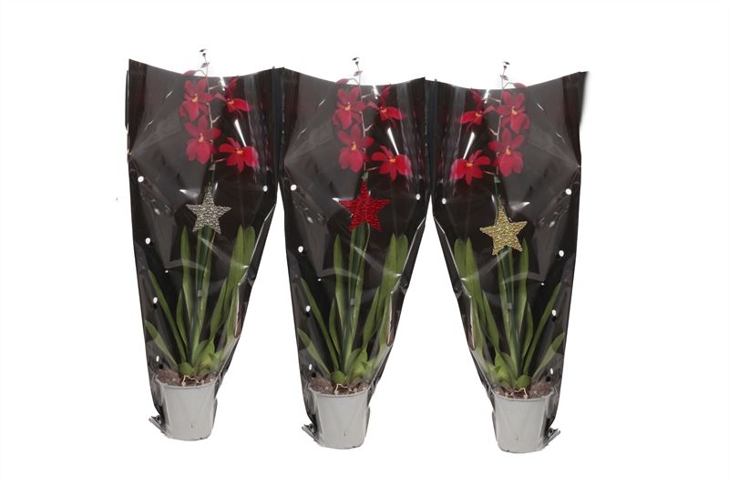 Cambria p12 Nelly Isler 1T08+ in zwarte hoes, D 12