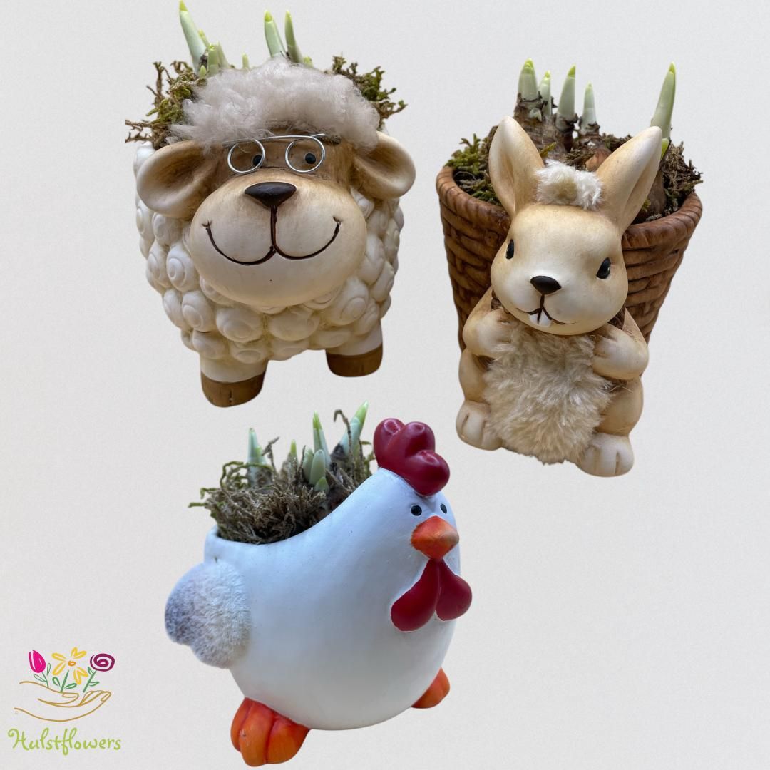 Narcissus arrangement Kip, Haas & Schaap eastern Pakket, D 11