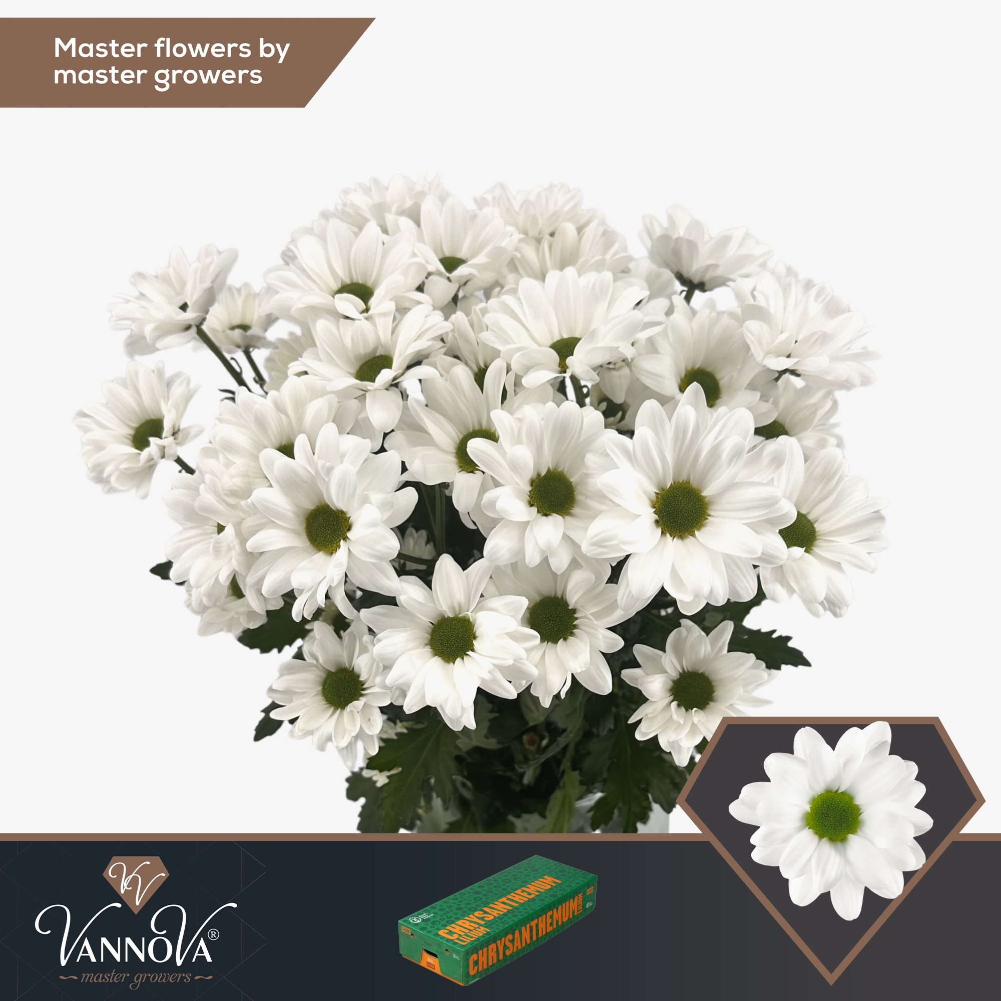 Хризантема куст. Чик 70 (бел.), шт.