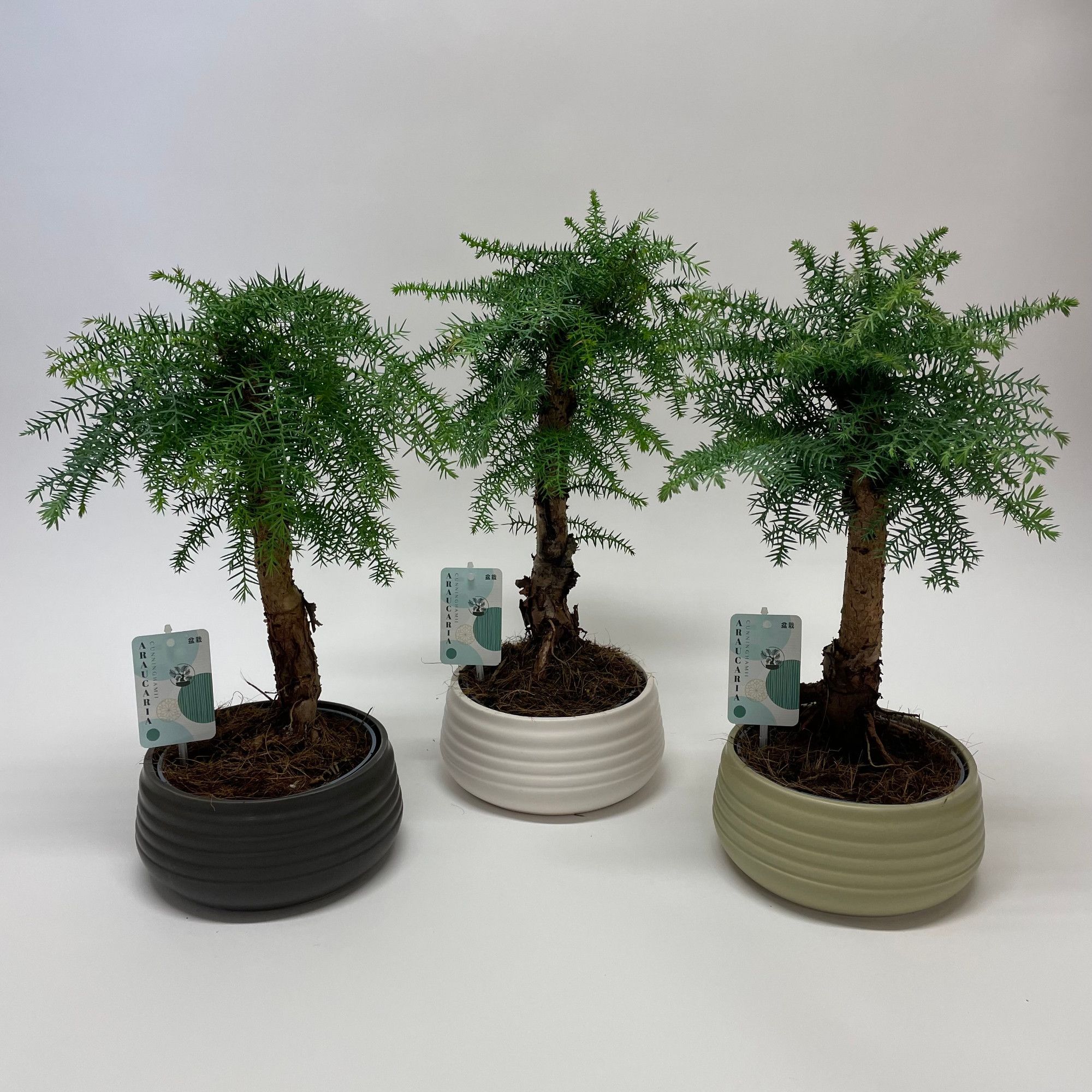 Araucaria Cunninghamii Bonsai 'Spiral' 19 cm, D 19 cm Araucaria Cunninghamii Bonsai 'Spiral' 19 cm, D 19 cm