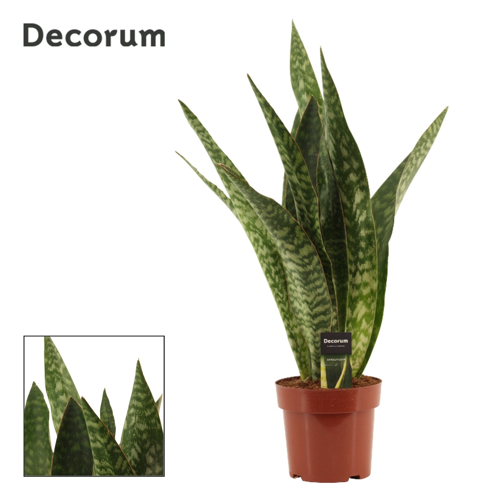 Sansevieria Jamaiquina Regular 17 cm (Decorum), D 17