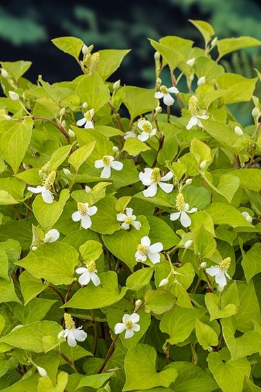Houttuynia cordata, D 9