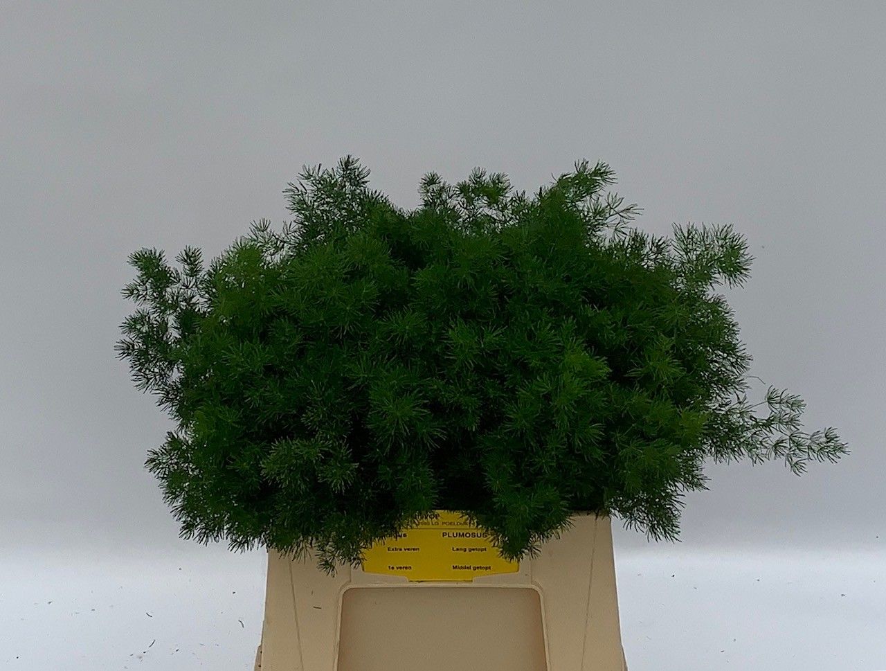 Аспарагус Умбелатус 40, шт.