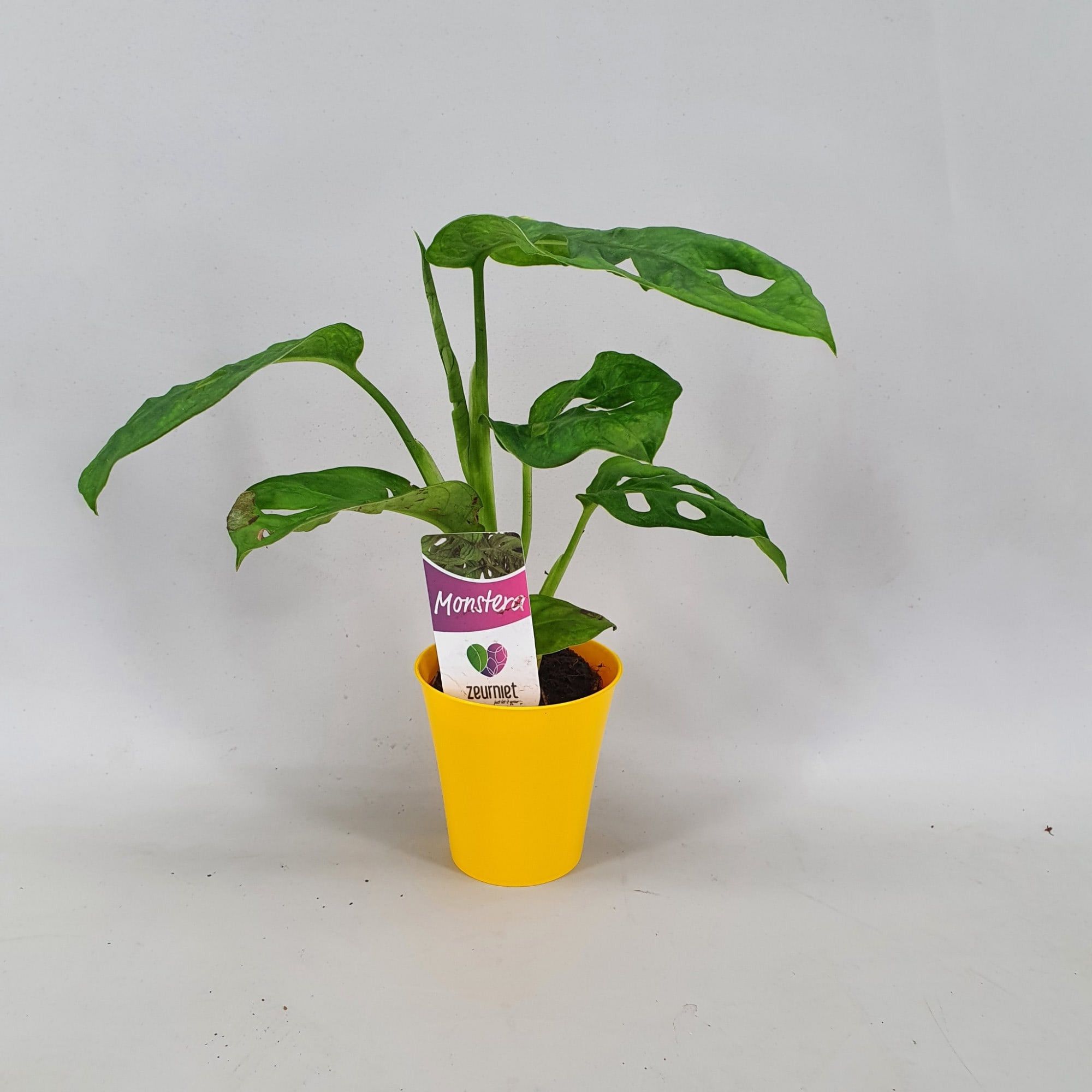 Monstera Monkey Leaf in Linge pot Geel, D 6,5