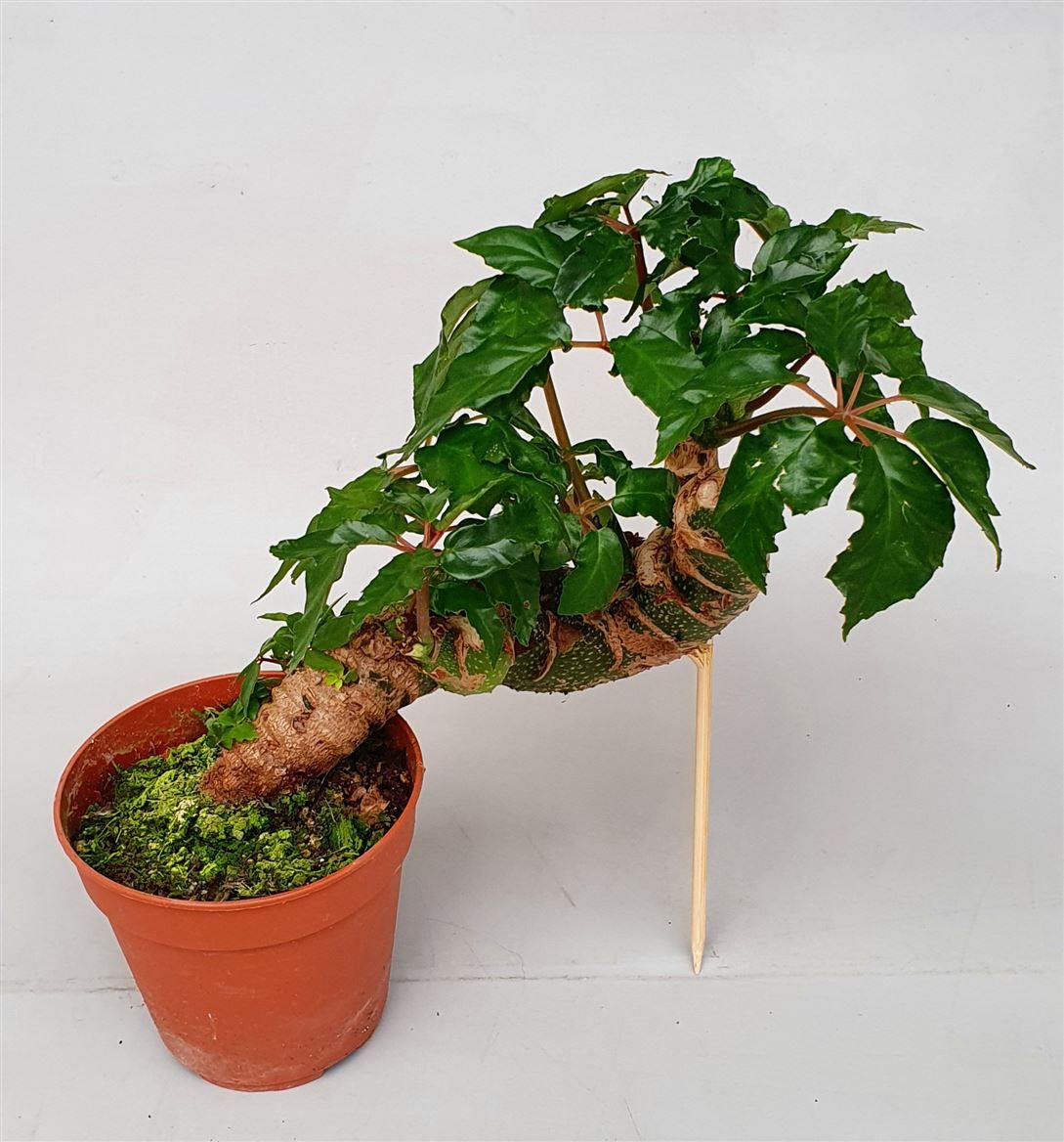 Begonia carolineifolia 'Highlander', D 12 cm