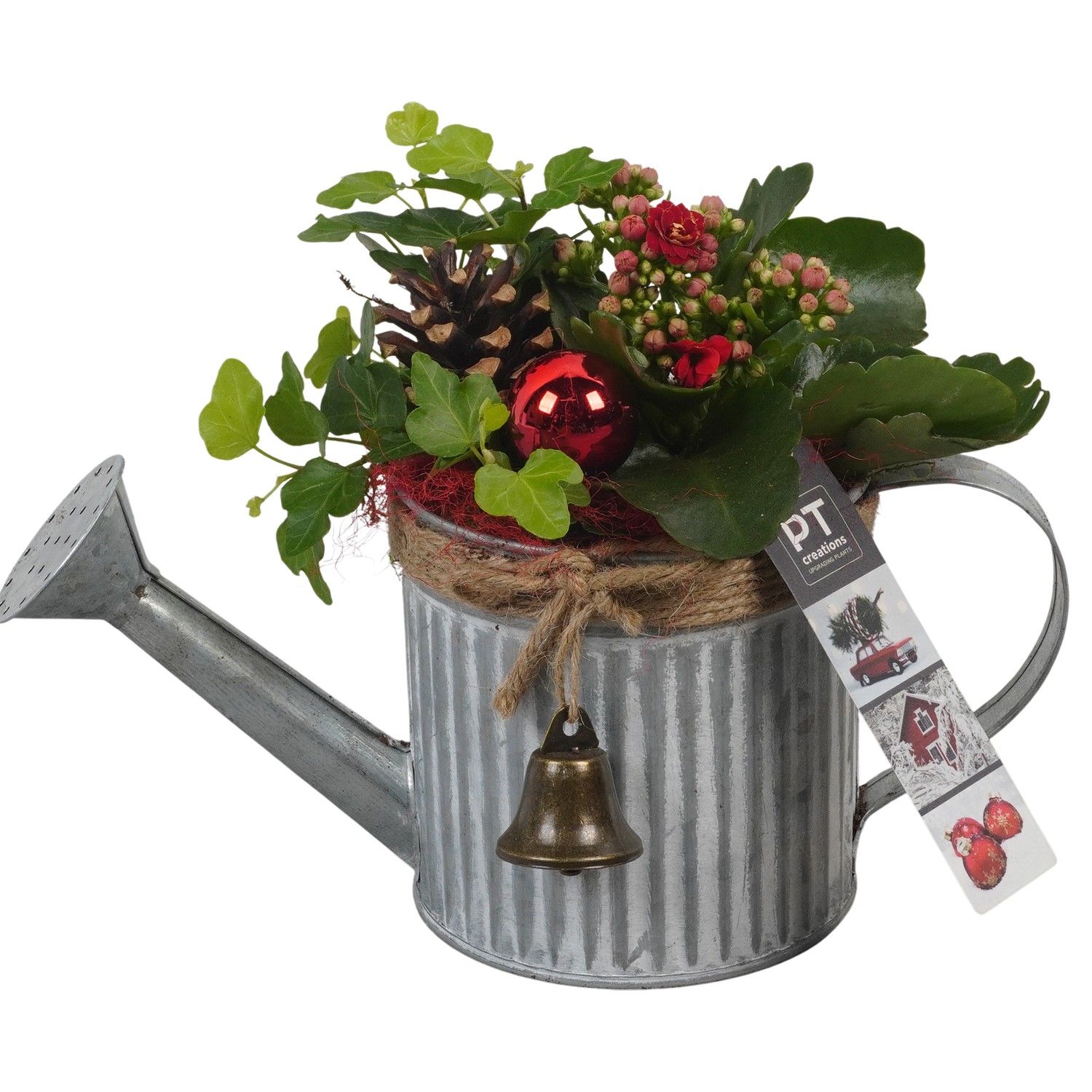 PTCHR7327 Arrangement Christmas Red in metalen gieter, D 11 cm
