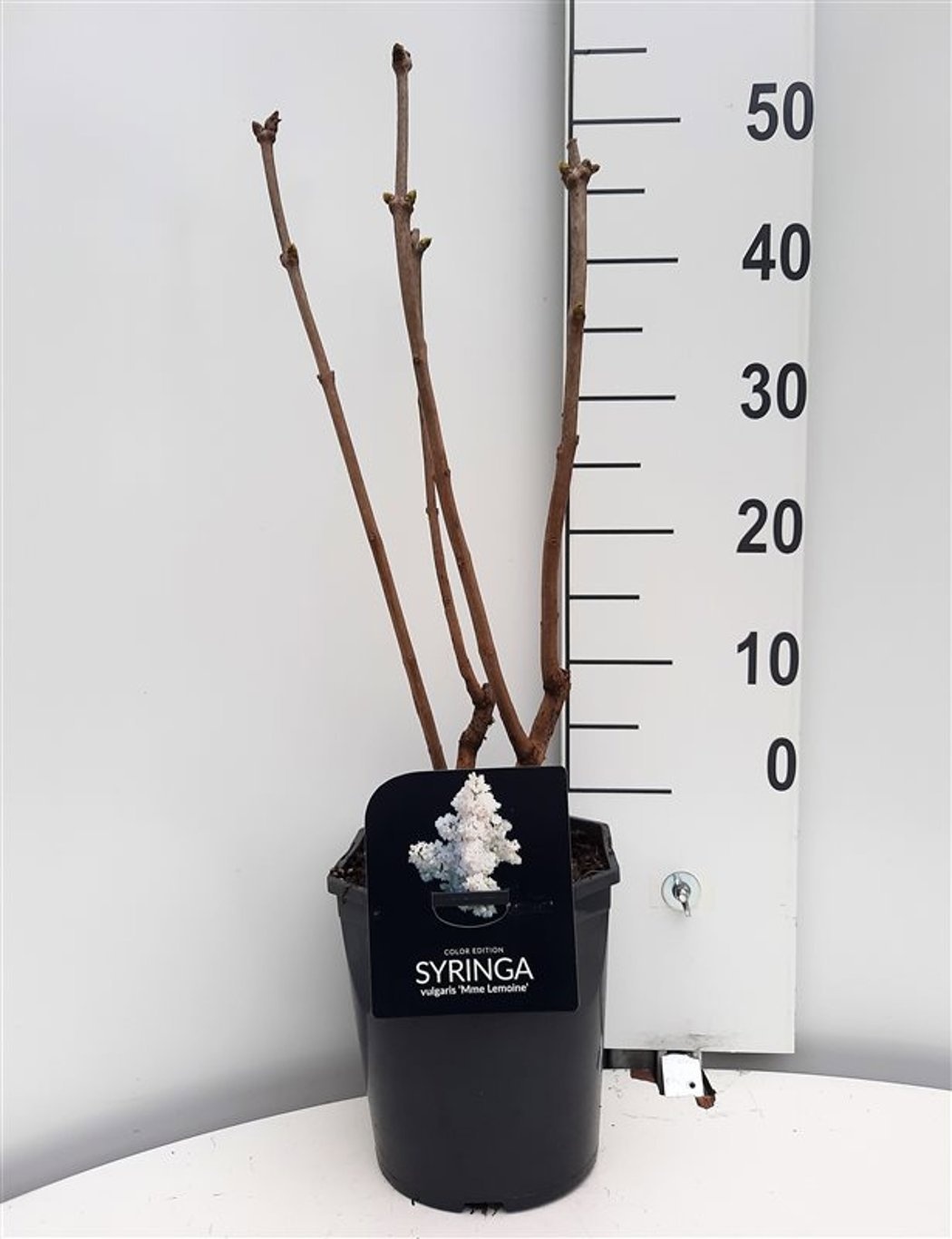 Syringa vulgaris Mme. Lemoine, D 21