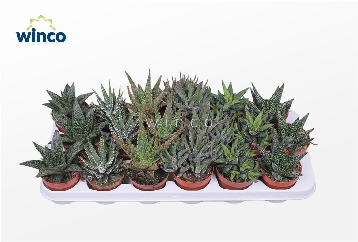 Haworthia Mix, D 8,5