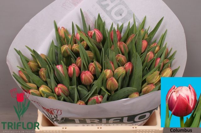 Тюльпан дв. Коламбус, шт.