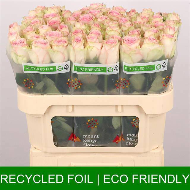 Роза од. Эсперанс 70, шт.