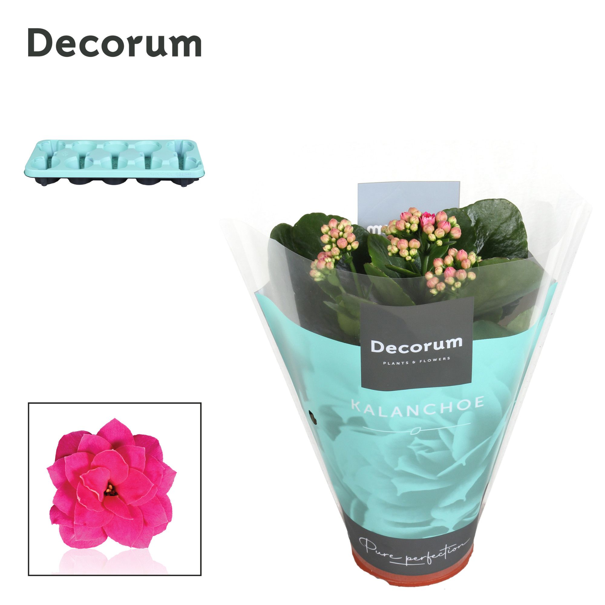Kalanchoe Decorum - Purple, D 10,5
